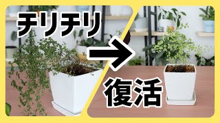 【アジアンタム】チリチリの葉を復活させる方法（お手入れ・管理）｜Adiantum｜観葉植物