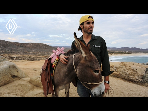How did donkeys get to America?