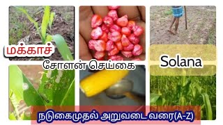 சோளன் செய்கை மக்காச்சோளம் அறுவடை Solana did farming Recipe cooking வீட்டுத்தோட்டம் மாடித்தோட்டம்