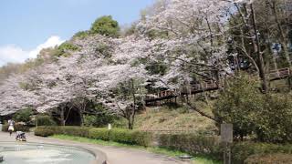 桜　町田　芹が谷公園　2021.03.26　2