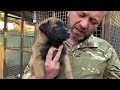 chelsea malinois puppy. how the belgian shepherd has changed a year later. promo video.