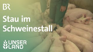 Stau im Schweinestall | Unser Land | BR Fernsehen