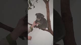 溫柔的哥哥餵無尾熊孩子吃飯 #動物 #cute #koala #animals #無尾熊