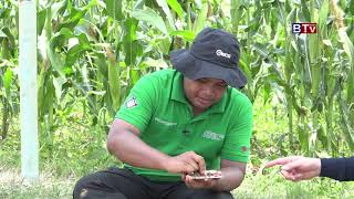 AGRICULTURE : Corn farm_ATEC (ដំណាំពោត) Eps 03