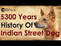 The Ancient History of Indian Pariah Dog