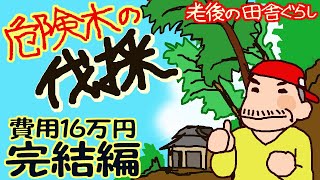 【老後の田舎暮らし】危険木の伐採　16万円【完結編】　古民家の回りの大きな木を次々伐り倒します