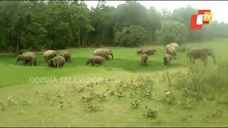 Elephant herd wreaks havoc in Mayurbhanj's Karanjia