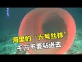 海里的大号丝袜，千万不要好奇钻进去！【科普任意门】