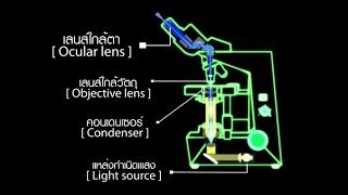 ส่วนประกอบและการใช้กล้องจุลทรรศน์แบบใช้แสง วิทยาศาสตร์ ม.4-6 (ชีววิทยา)