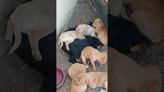 Jeev jantu puppy short #streetanimals #short #trendingshorts #animals #dog#ngo #puppy #street #dog