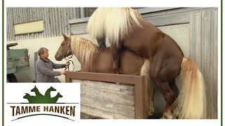 Porno mit pferden