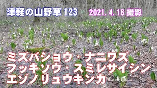 津軽の山野草123(ﾐｽﾞﾊﾞｼｮｳ・ﾅﾆﾜｽﾞ・ﾌｯｷｿｳ・ｽﾐﾚｻｲｼﾝ・ｴｿﾞﾉﾘｭｳｷﾝｶ)