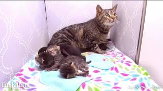 Feral mama cat Kiwi's kittens get weighed and a blanket change