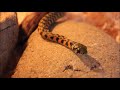 the tiger keelback caution bad footage