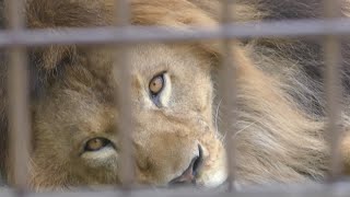 ライオン　アースくん　お昼寝中です　【のんほいパーク】Lion Earth-kun Toyohashi Zoo