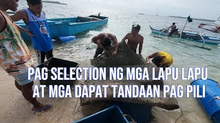 Pag selection ng mga alagang lapu lapu at dapat tandaan sa pag pili ng mga alagang  lapu