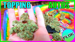 Can You Top Autoflowers? Lets Find Out! - Autoflower Topping Experiment Final Results & Weigh in