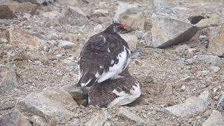 4K　船越ノ頭の雷鳥のつがい