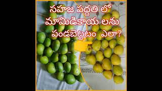 సహజ పద్దతిలో మామిడికాయ లను పండబెట్టడం ఎలా?/how to Ripen mangoes naturally?