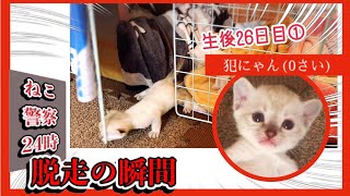 【生後26日目①】なんて賢い子猫…ねこ警察24時 犯ニャン(0さい)をつかまえろ！【未熟児子猫成長日記】【Kittens Grow Up Vlog】