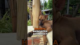 Затлъстяване при кучетата #vet #dogs #dogshorts #shortsvideo #shorts