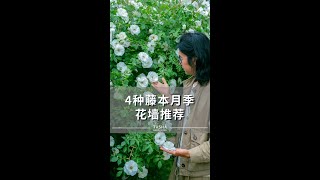 给大家推荐4款四季开花，可做花墙的藤本月季。