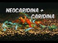 Keeping Neocaridina with Caridina Shrimp