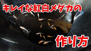 【メダカ】紅白メダカの作り方