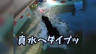 真冬の真水へダイブ！ ドッグラン犬の森POM フラットコーテッドレトリバー　#shorts