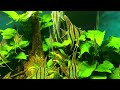 高挑優雅的水中紳士 埃及神仙 pterophyllum altum