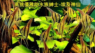 高挑優雅的水中紳士-埃及神仙(Pterophyllum altum)