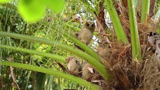 Collared scops owls 20210505A