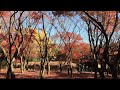 東京・北の丸公園の紅葉