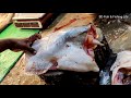 giant monster wallago attu catfish cutting in bangladesh boal fish cutting skills