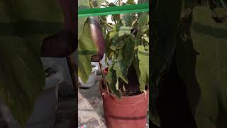 #farming #brinjal #ytshorts #viralvideo #pushpa #pushpa2