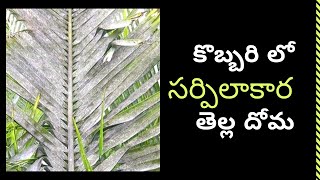 కొబ్బరి పంట లో సర్పిలాకార తెల్ల దోమ నివారణ చర్యలు