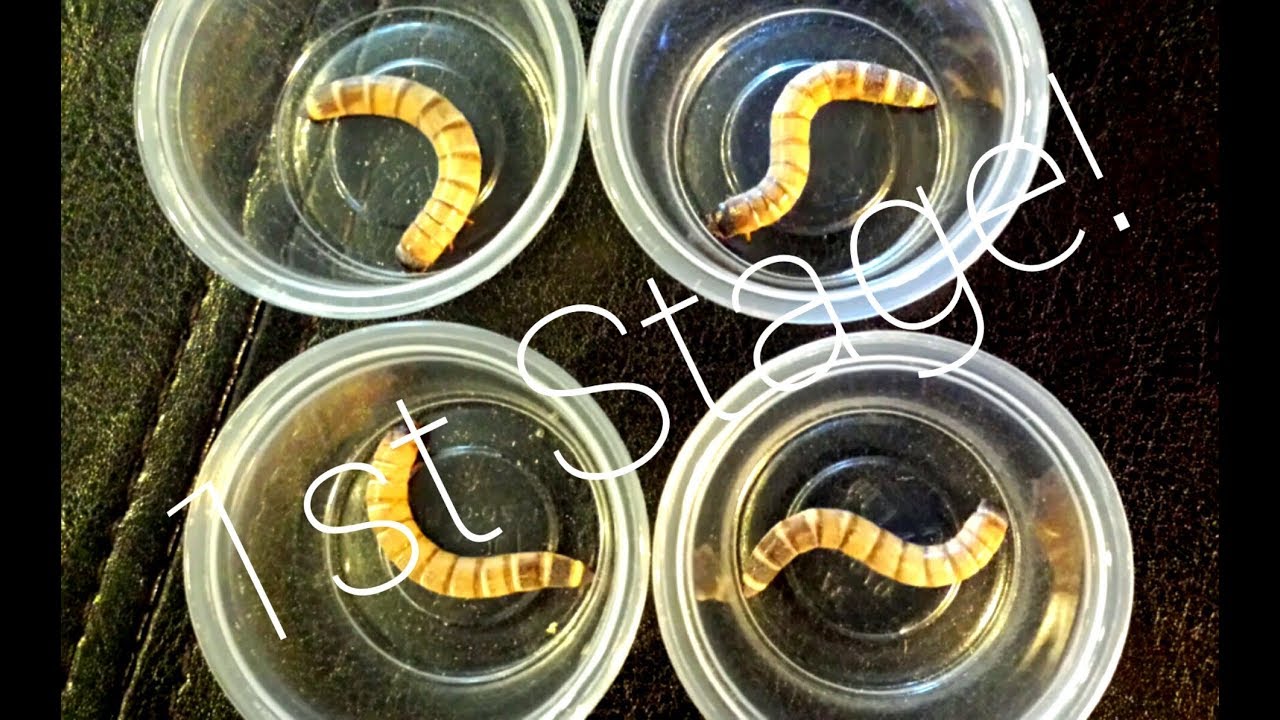 How To Breed Superworms - 1st Stage Experiment - YouTube