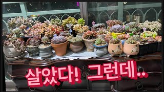 [초보다육맘] 걸이대철수 하고 이젠 따뜻하게 겨울나기 하고 있어요 多肉植物 たにくしょくぶつ Korean Succulent