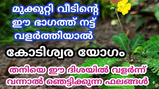 മുക്കുറ്റി വീടിന്റെ ഈ ദിശയിൽ നട്ട് വളർത്തു സൗഭാഗ്യങ്ങൾ തേടി എത്തും.. jyothsham mlayalam.. astrology