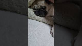 パグの特徴　寝てる所に何しても起きようとしないパグひなちゃん(笑)　Pug Hina who never tries to get up in the sleeping place　#shorts