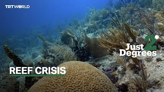 Just 2 Degrees: Florida’s barrier reefs fade away