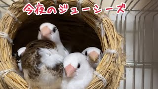 今夜のジューシーズNo.19  もふもふひじき🐤💕