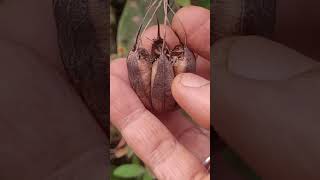 Aristolochia indica-flowers, fruit n seeds