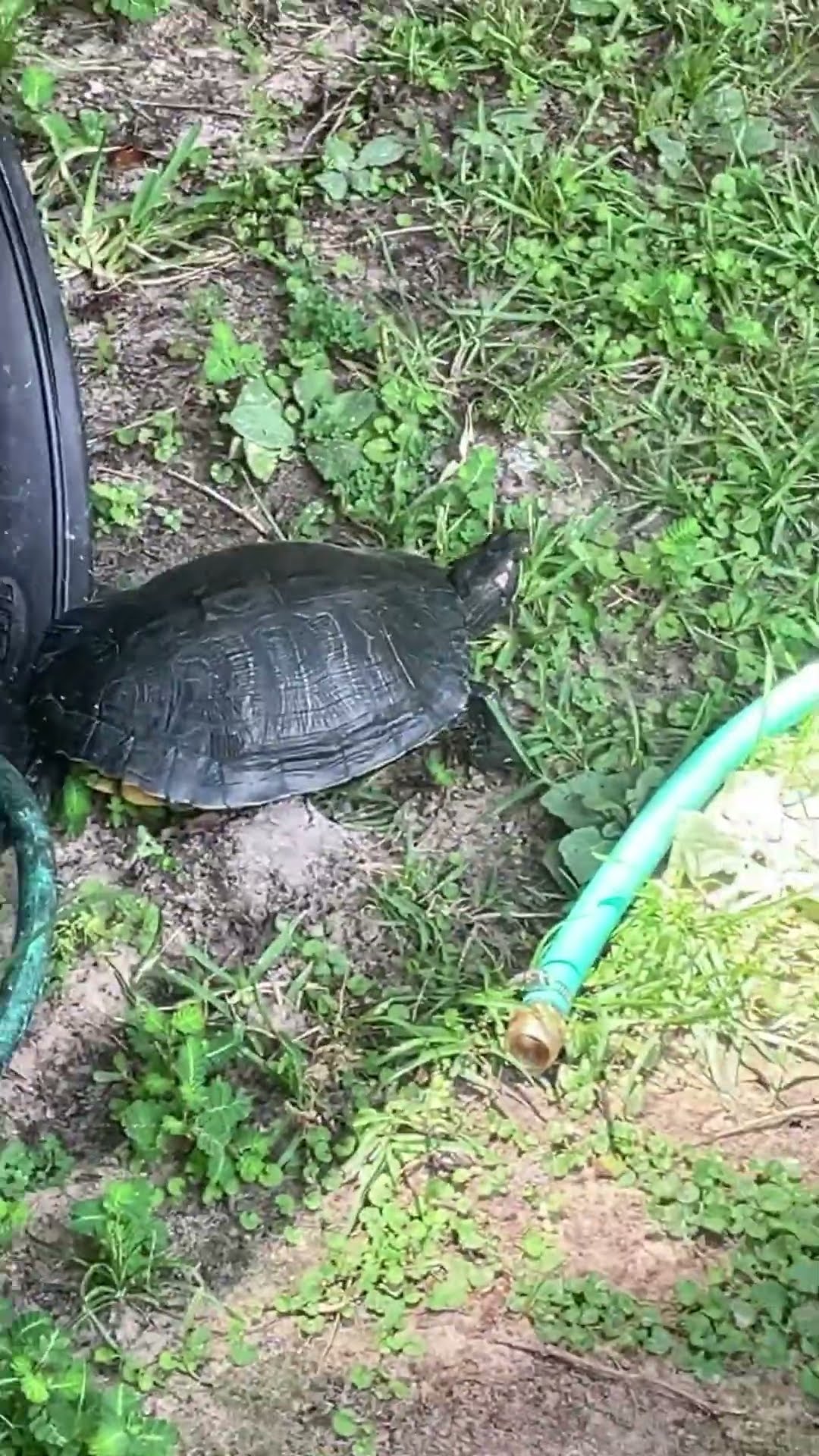 Turtle Youtube
