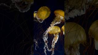 Bioluminescent Magic: Nature's Glow and the Creatures That Create It #shorts #bioluminescence