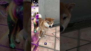 衝撃！派手すぎたAI 柴犬 #shibainu #柴犬 #ai