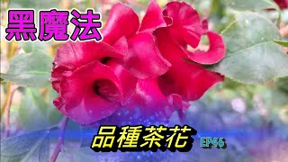 品種茶花！黑魔法！2023茶花新品種【老四農場】[Camellia japonica][カメリア]ep46｜請開啟CC字幕｜