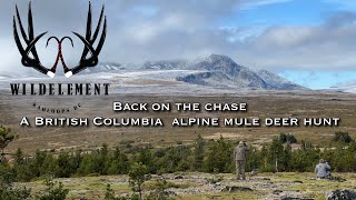 Back On The Chase: A B.C. Alpine Mule Deer Hunt