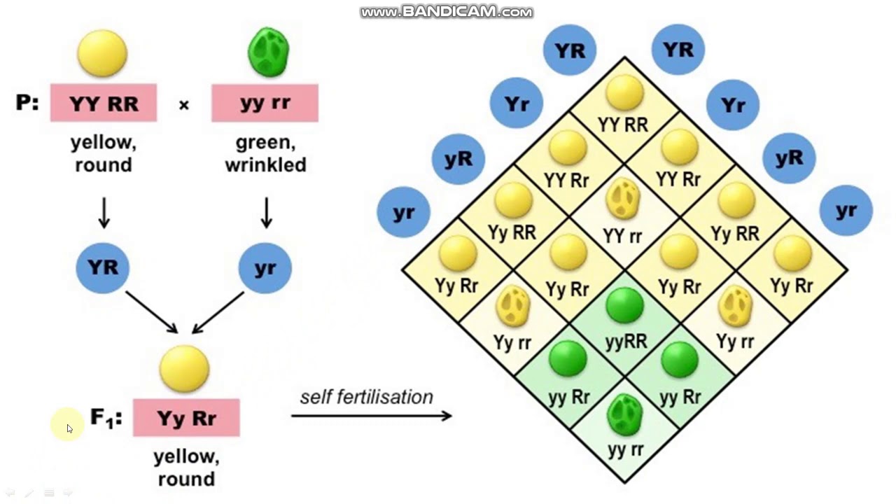 Class 12 Ch 5 (Part 05) Principles Of Inheritance And Variation - YouTube