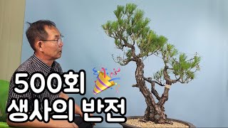 분재관리 500회 특집-생사의 반전,  소나무 현재 모습